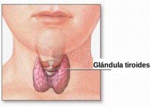 Tireoide: 4 nutrientes que ajudam a regular hormônios e metabolismo