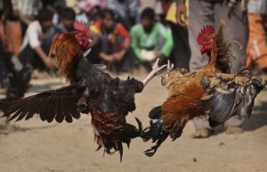 KCD desce o KCT na ex por briga de aluguel da CDHU em Santa Bárbara