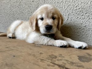 gama novo cão