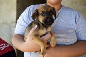 AAANO Associação Amigos dos Animais de Nova Odessa fev2023