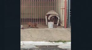 maus-tratos-cachorros-acorrentados
