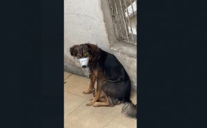 Cachorro caramelo; quais as principais doenças e riscos