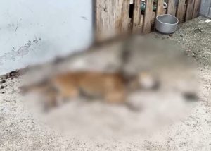 cachorro-maus-tratos