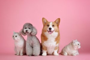 Nova Odessa inscrições para curso gratuito de 'Cuidados Com Pets (Banho e Tosa)