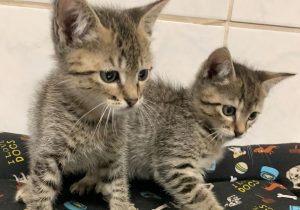 Prefeitura de Sumaré realiza feira de adoção de pets neste sábado (11)