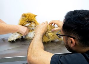 Saúde felina: por que considerar um especialista em gatos?- atendimento meu pet 03 imprensa