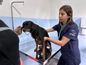 Nova Odessa confirma 2 casos de Leishmaniose Canina