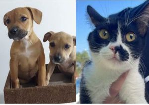 Hortolândia abre inscrições para mutirão de castração de cães e gatos