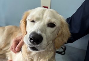 adotado-cachorro-abandonado
