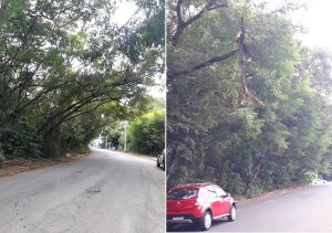 Morador reclama de mato invadindo av Bandeirantes