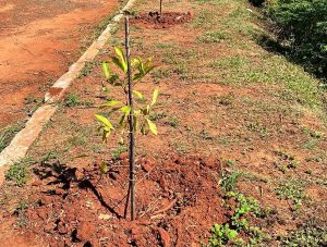 Sumaré planta 120 mudas de Ipê na Represa do Marcelo