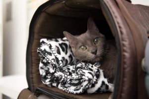 Frente fria- O clima impacta a saúde dos pets