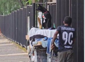 Criança com cachorrinho emociona em Santa Bárbara