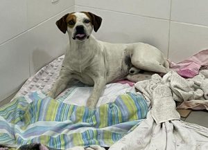 Nova Odessa Atendimento a cachorro atropelado vira disputa política