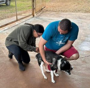 Zoonoses de Sumaré realiza vacinação antirrábica em 49 cães e gatos