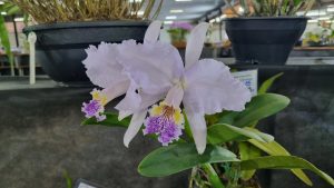 Americana terá feira e Exposição de Orquídeas até domingo na Fidam