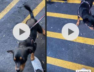 Abandonaram cachorrinho em academia em Americana