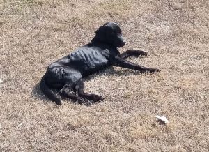 Cachorro morre depois de ser esfaqueado em Santa Bárbara