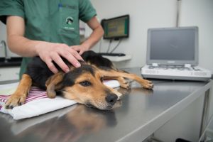 medicação para pets