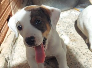 Prefeitura promoverá 7º HortoPet no próximo sábado