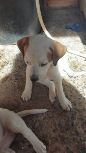 Três cães e dois gatos estão à espera de um novo lar no Tivoli