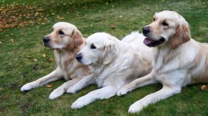 Falsificação de medicamentos veterinários- risco a saúde dos pets