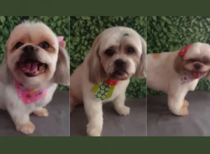 Cachorrinhos
