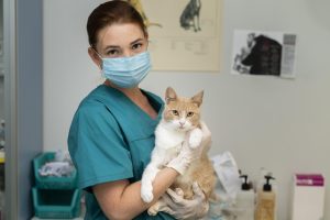 Imunização felina: vacinação contra FeLV deve ser prioridade no Brasil