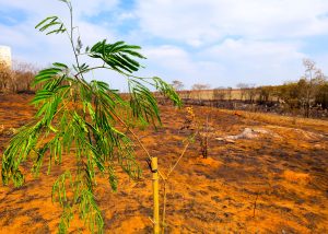 Santa Bárbara planta novas árvores nas áreas atingidas por incêndios