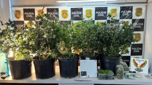Polícia descobre plantação de maconha com casal no Jardim Boer