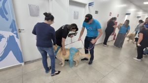 Americana: cães terapeutas levam descontração ao Núcleo de Especialidades