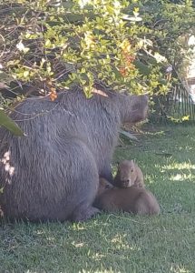 Capivara com seus bebês são resgatados em ação da Guarda Municipal