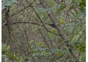 O GPA foi acionado para realizar a soltura