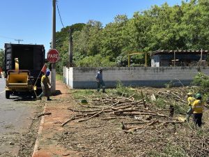 Americana continua removendo leucenas na Avenida Bandeirantes