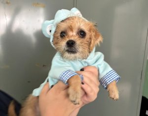 Tivoli tem nova edição da Feira Pet com sete animais à espera de um lar