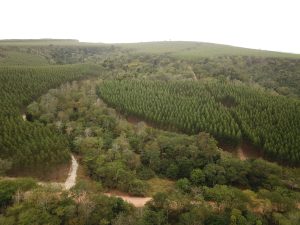 Suzano lança Estratégia de Natureza e reforça importância do tema em negócios