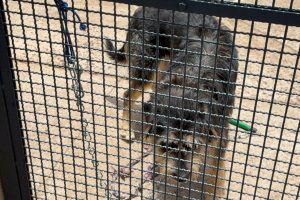 Mulher é presa em flagrante por maus-tratos a cachorro em Santa Bárbara