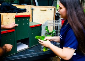 Aves resgatadas de queimadas e recuperadas em Santa Bárbara ganham novos lares