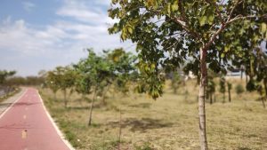 Prefeitura de Hortolândia retira leucenas do Parque Lago da Fé