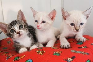 Projeto ‘Adote um Pet’ passa a acontecer aos sábados no Tivoli