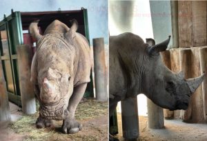 rinoceronte