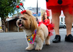 Com pets, BloCão – Animais Têm Voz leva causa às ruas no Carnaval de SBO