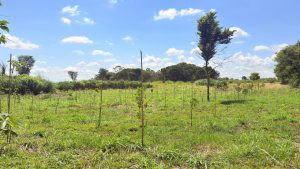 Sustentabilidade planta mais de 4 mil mudas no Horto Florestal de Sumaré