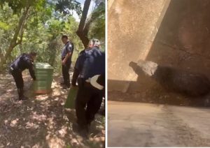Guarda Municipal resgata capivara dentro do aeroporto de Americana