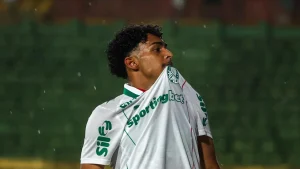 palmeiras