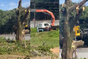 Estacionamento tem árvores cortadas em Americana