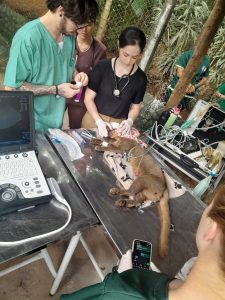 Parque Ecológico de Americana avalia quadro clínico de onça-pintada