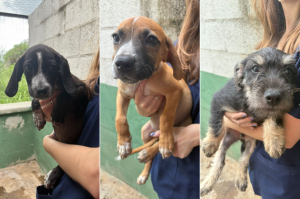 Adote um Pet tem cinco animais para adoção no Tivoli