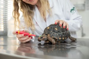 Crescimento de pets não convencionais expõe erros comuns de manejo
