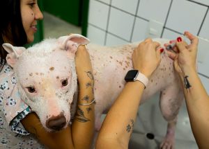 Santa Bárbara segue com ponto fixo para vacinação antirrábica